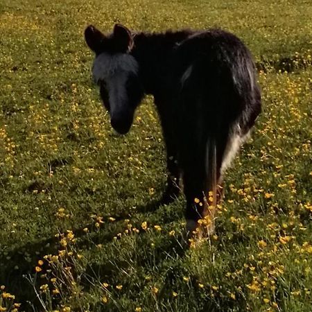 Durham Donkey Rescue Shepherd'S Hut Hotel Bagian luar foto