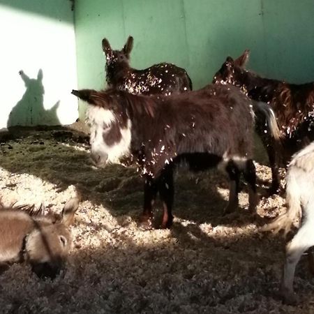 Durham Donkey Rescue Shepherd'S Hut Hotel Bagian luar foto
