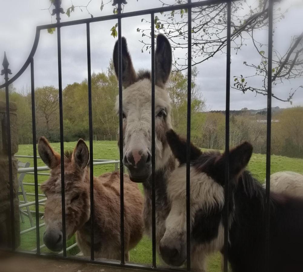 Durham Donkey Rescue Shepherd'S Hut Hotel Bagian luar foto