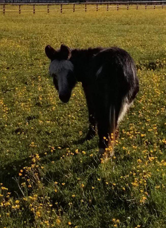 Durham Donkey Rescue Shepherd'S Hut Hotel Bagian luar foto