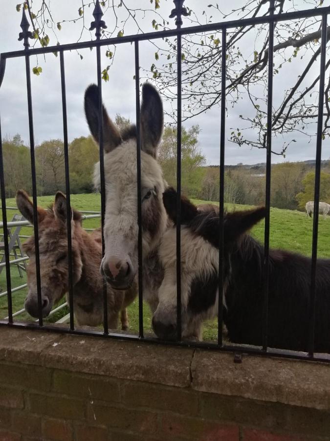 Durham Donkey Rescue Shepherd'S Hut Hotel Bagian luar foto