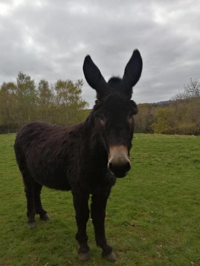 Durham Donkey Rescue Shepherd'S Hut Hotel Bagian luar foto