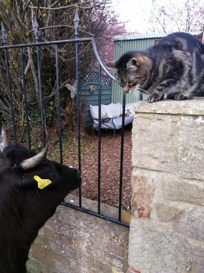 Durham Donkey Rescue Shepherd'S Hut Hotel Bagian luar foto
