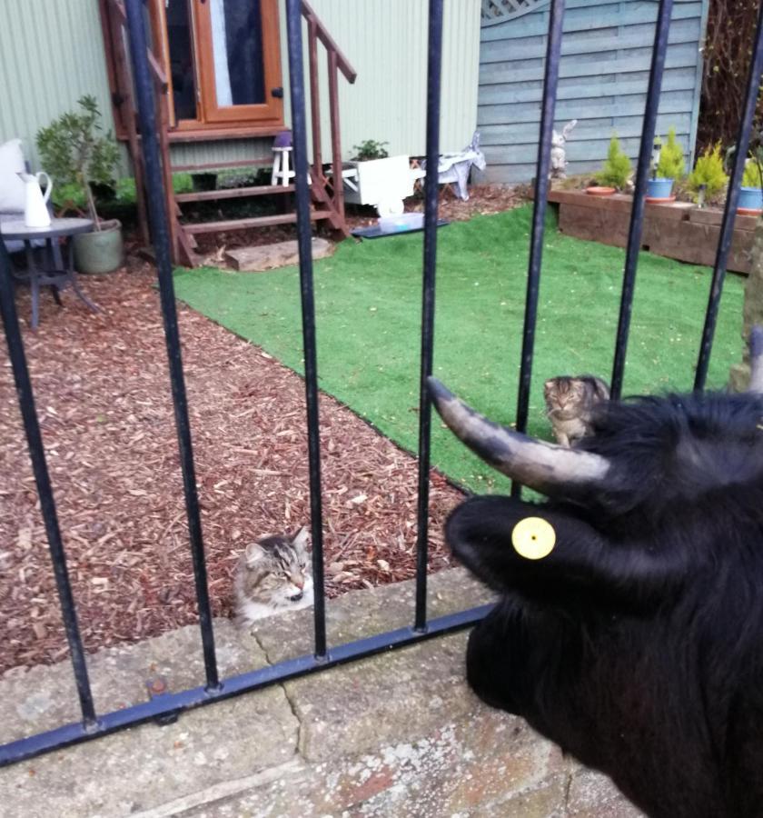 Durham Donkey Rescue Shepherd'S Hut Hotel Bagian luar foto