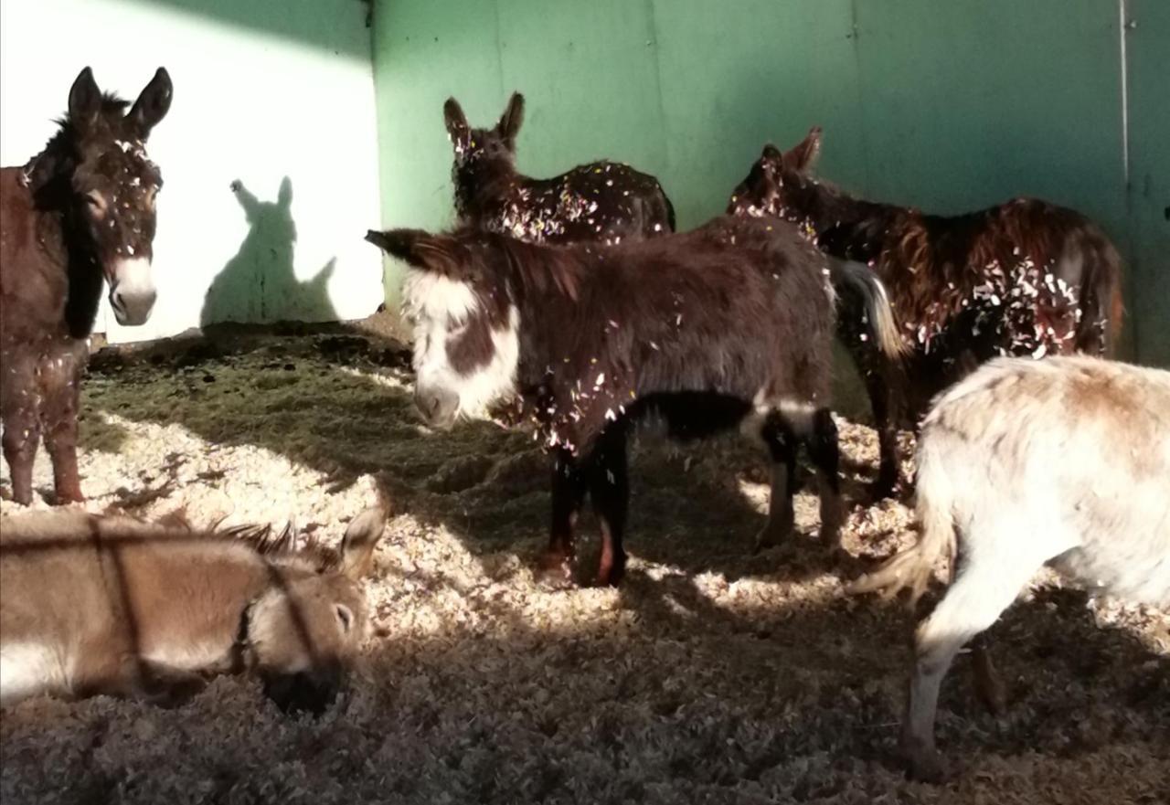 Durham Donkey Rescue Shepherd'S Hut Hotel Bagian luar foto
