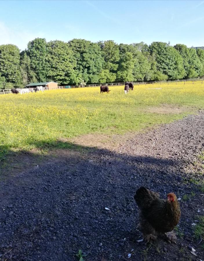 Durham Donkey Rescue Shepherd'S Hut Hotel Bagian luar foto