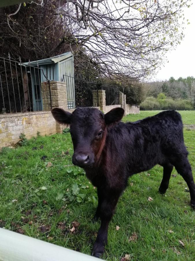 Durham Donkey Rescue Shepherd'S Hut Hotel Bagian luar foto