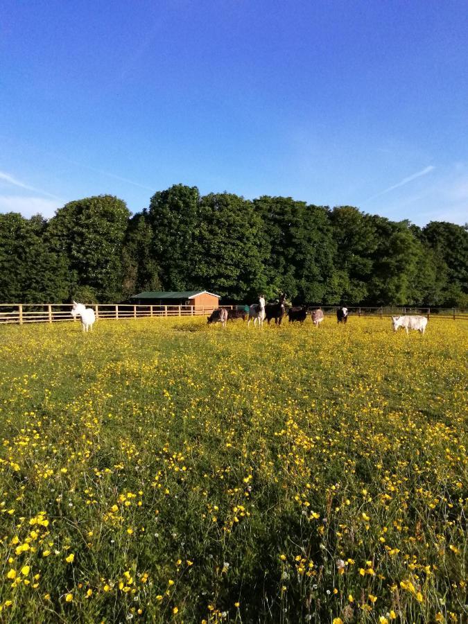 Durham Donkey Rescue Shepherd'S Hut Hotel Bagian luar foto