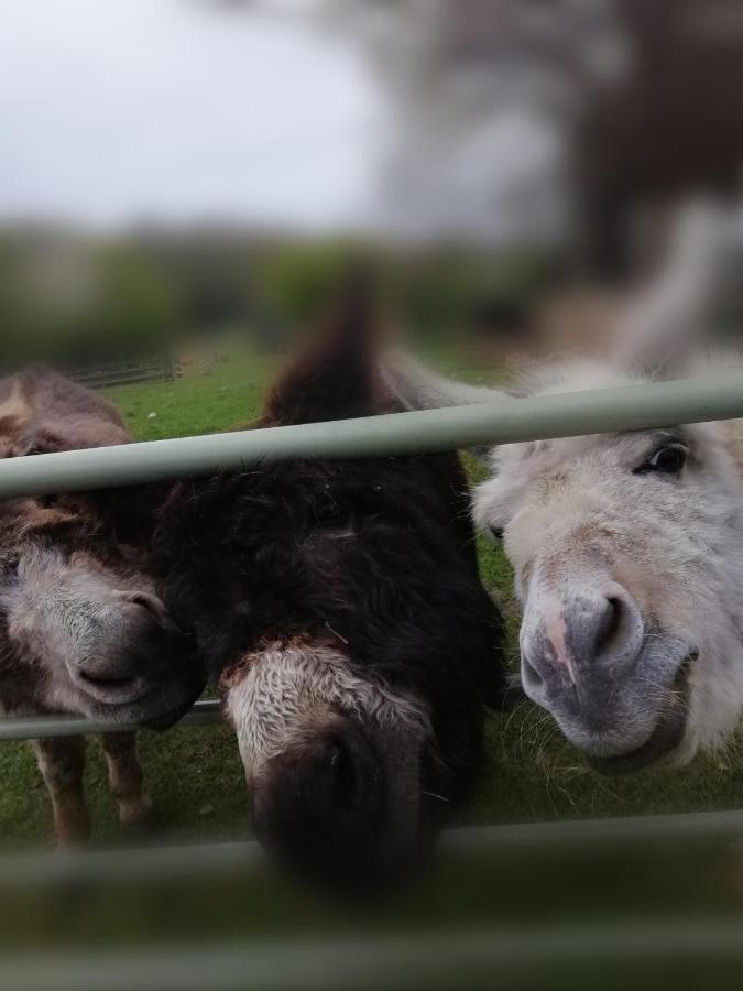 Durham Donkey Rescue Shepherd'S Hut Hotel Bagian luar foto
