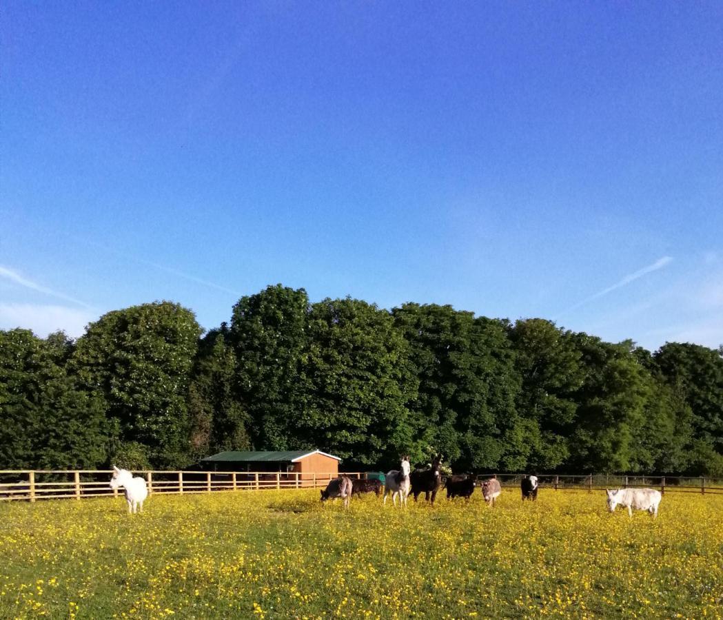 Durham Donkey Rescue Shepherd'S Hut Hotel Bagian luar foto