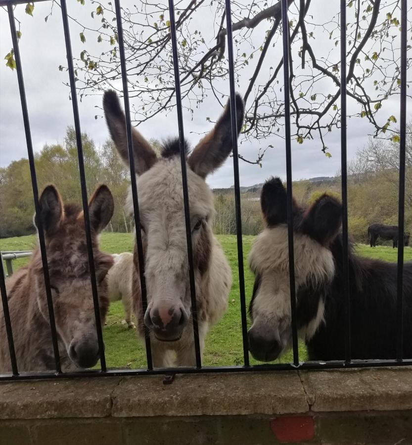 Durham Donkey Rescue Shepherd'S Hut Hotel Bagian luar foto