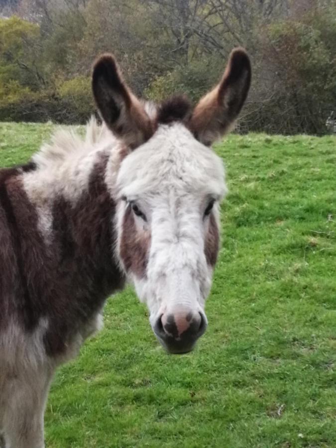 Durham Donkey Rescue Shepherd'S Hut Hotel Bagian luar foto