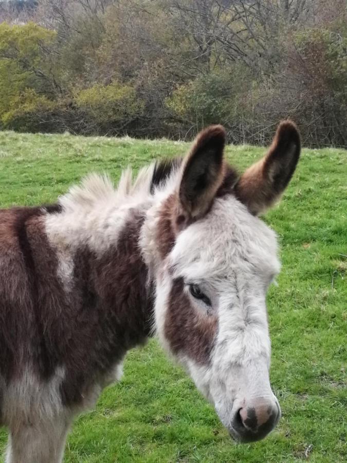 Durham Donkey Rescue Shepherd'S Hut Hotel Bagian luar foto