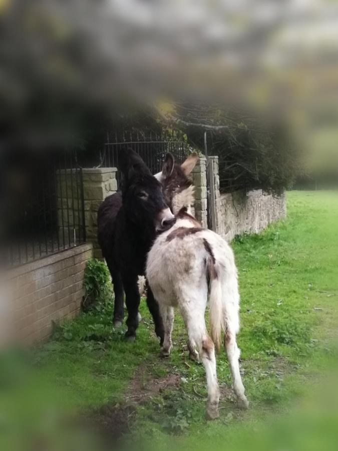 Durham Donkey Rescue Shepherd'S Hut Hotel Bagian luar foto