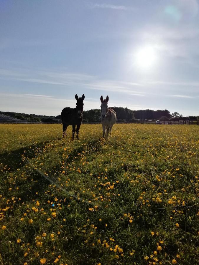 Durham Donkey Rescue Shepherd'S Hut Hotel Bagian luar foto