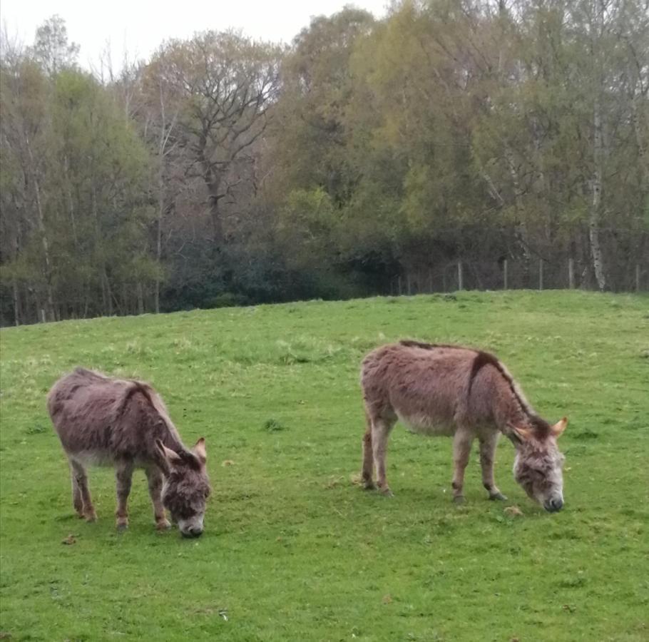 Durham Donkey Rescue Shepherd'S Hut Hotel Bagian luar foto
